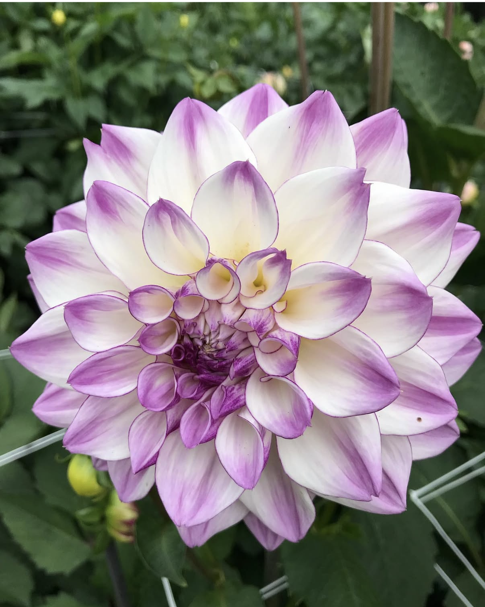 Jowey Luna *NEW* — FIVEFORK FARMS